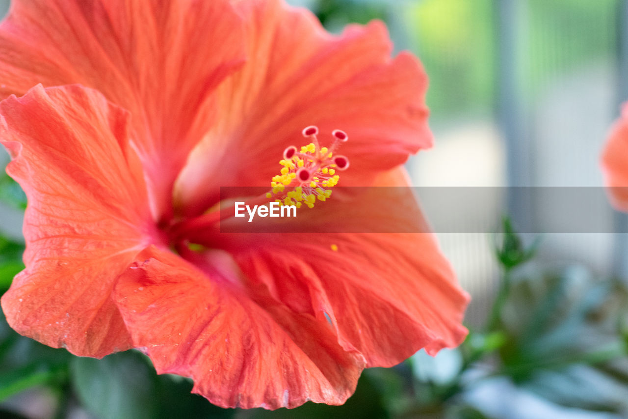 Close-up of red hibiscus flower