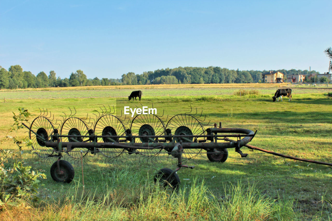 HORSES IN FIELD AGAINST CLEAR SKY