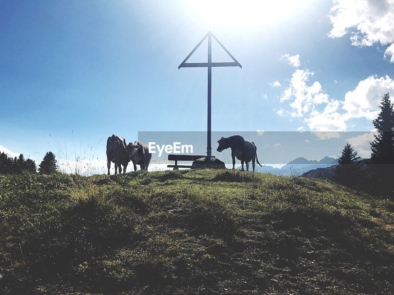 Cattle on hill against sky