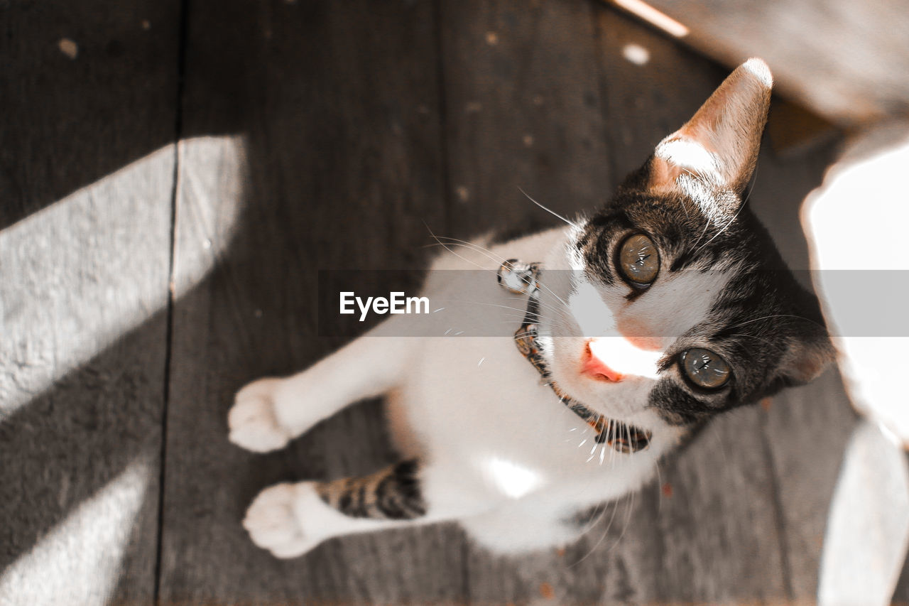 Close-up portrait of a cat