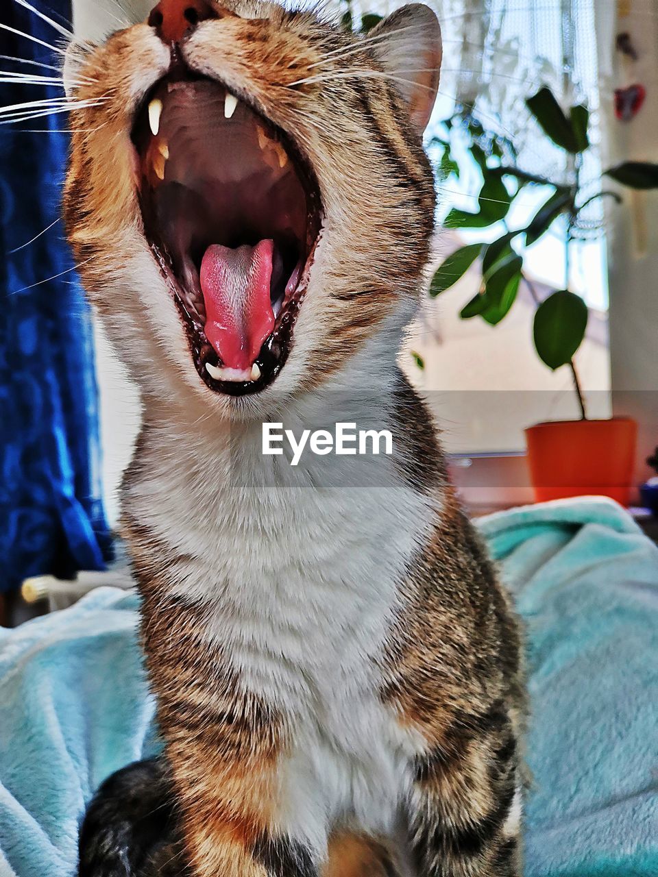 CLOSE-UP OF A CAT WITH EYES CLOSED