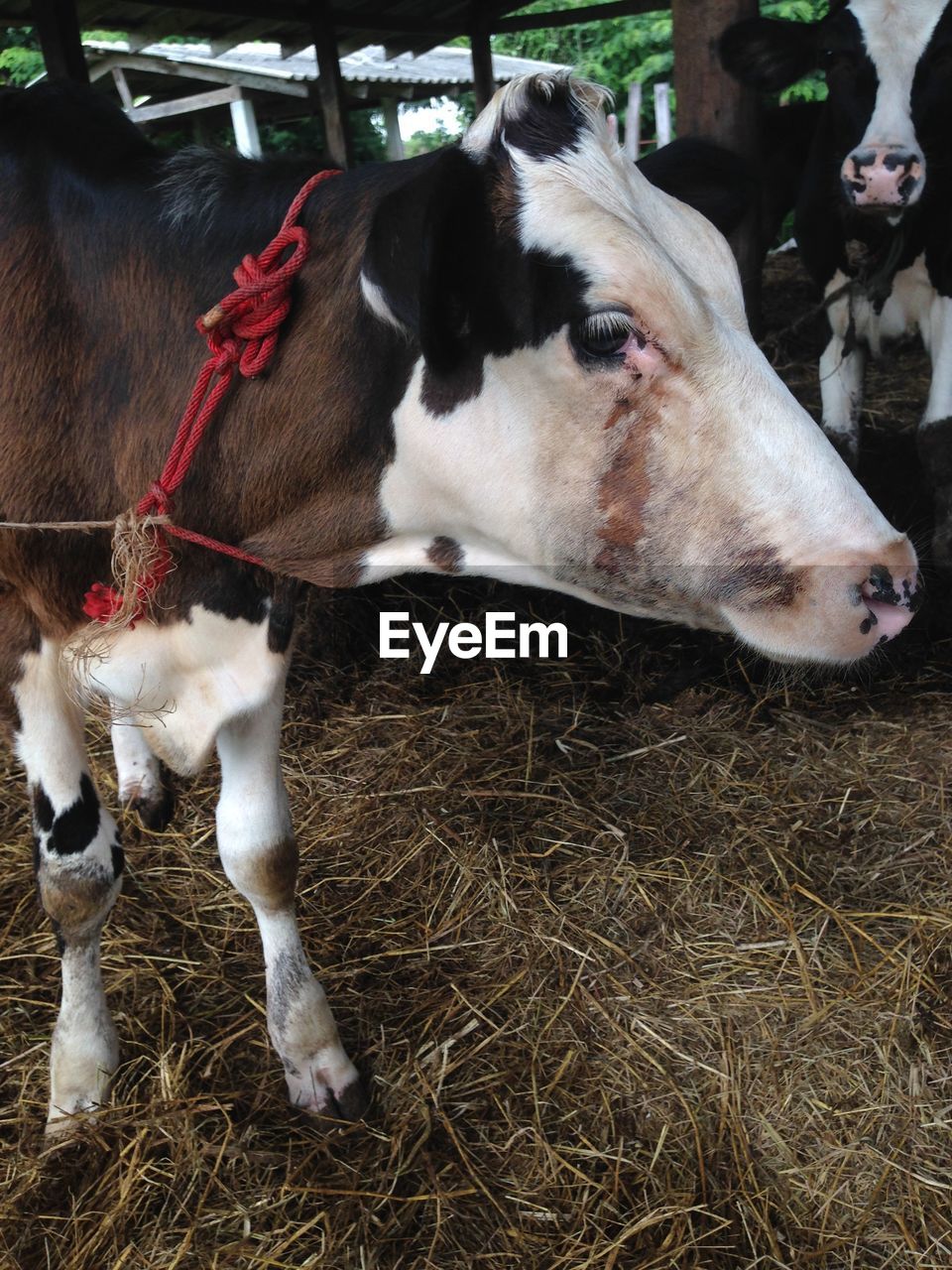 Close-up of cow