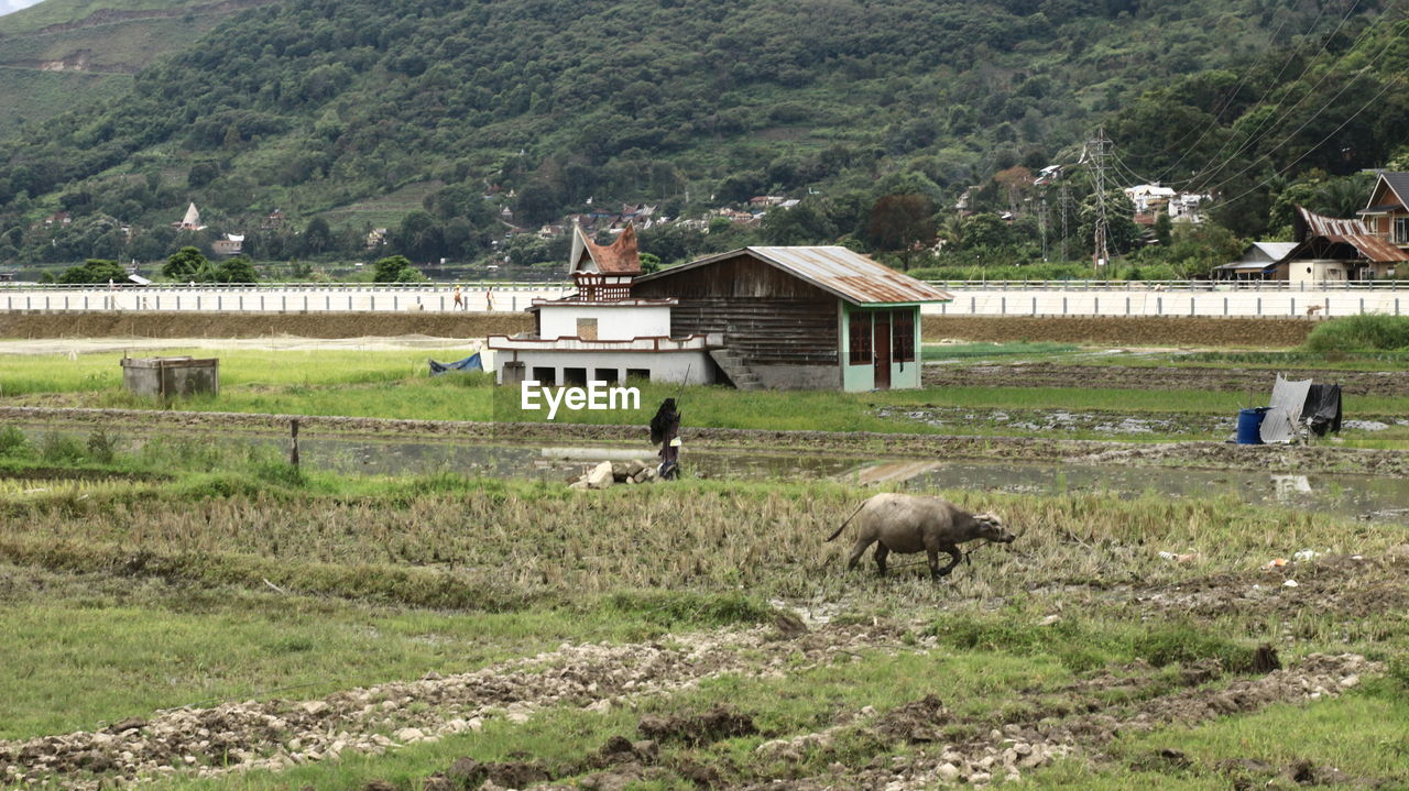 SHEEP IN A FARM