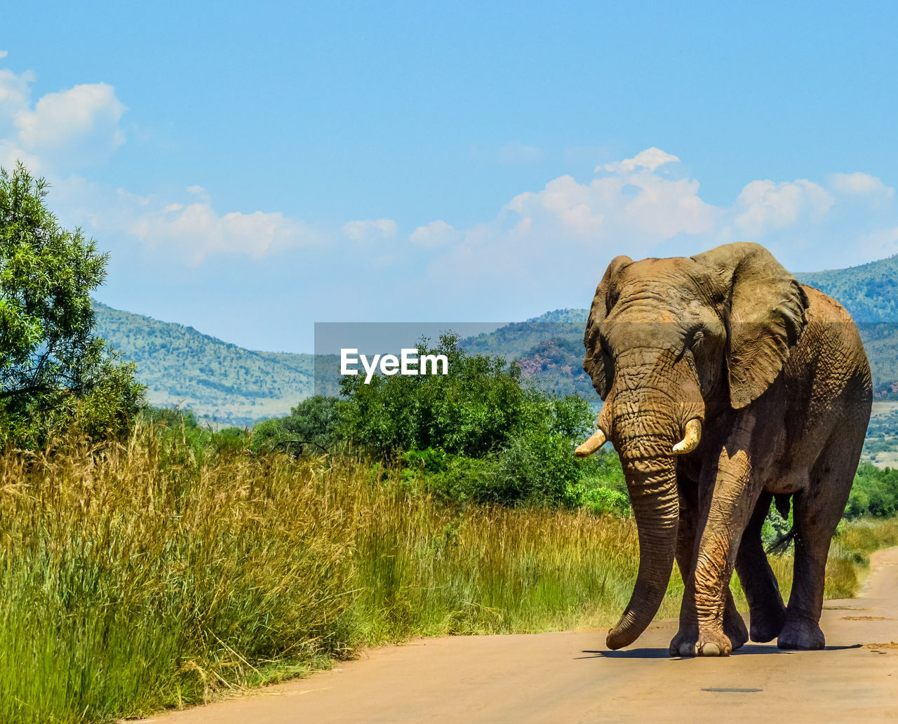 VIEW OF ELEPHANT ON ROAD