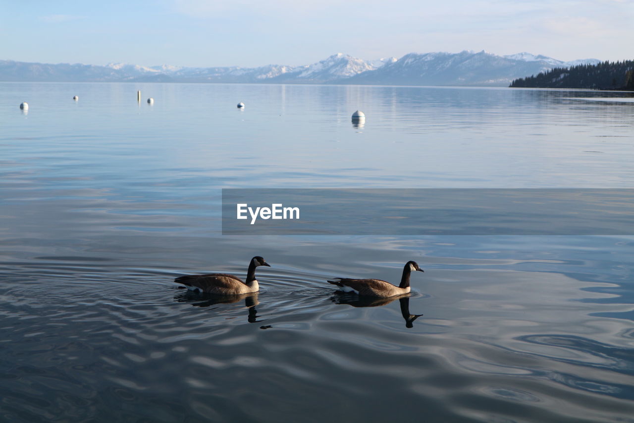 DUCKS FLOATING ON LAKE