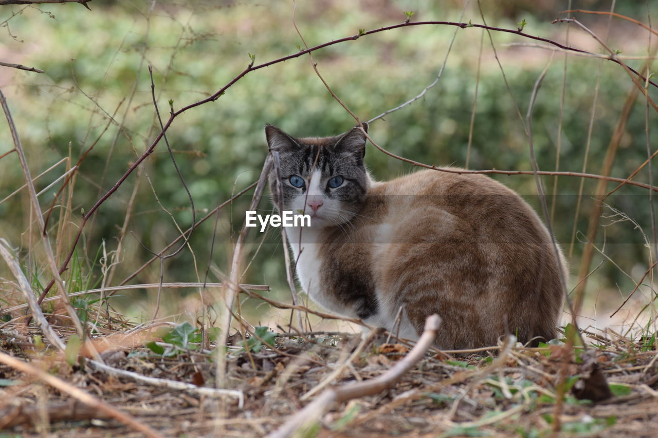 PORTRAIT OF A CAT IN THE FIELD