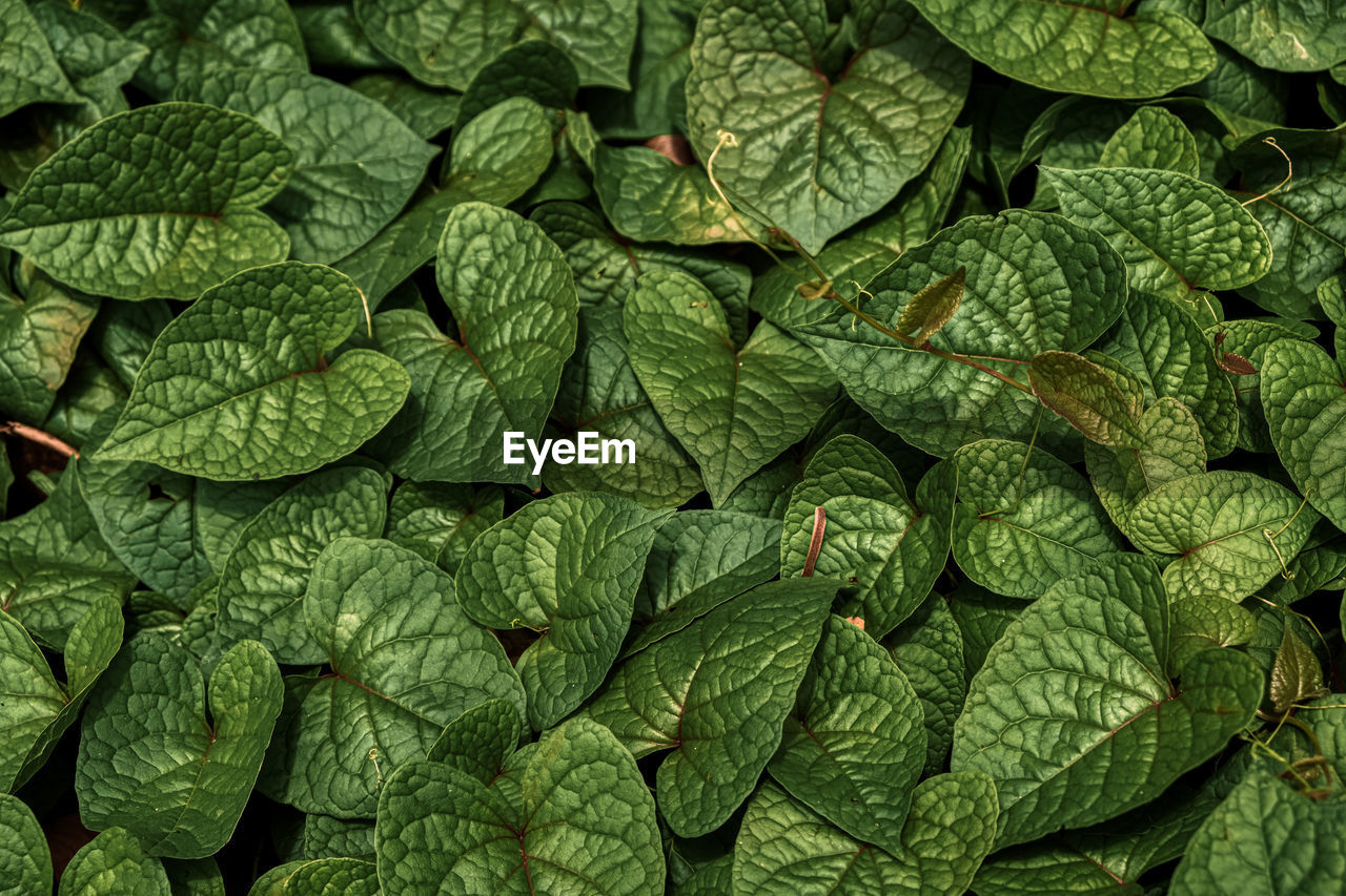 CLOSE-UP OF GREEN LEAVES