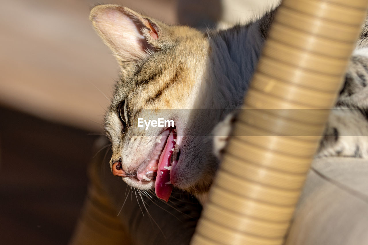 animal, animal themes, mammal, one animal, close-up, pet, animal body part, domestic animals, yawning, cat, mouth open, feline, domestic cat, whiskers, facial expression, no people, animal mouth, carnivore, skin, indoors, animal tongue, selective focus, animal wildlife, animal head, macro photography, focus on foreground