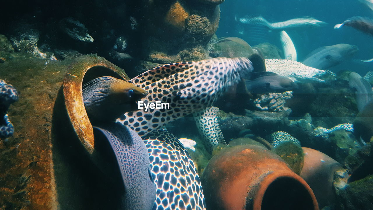 Moray eel swimming in sea