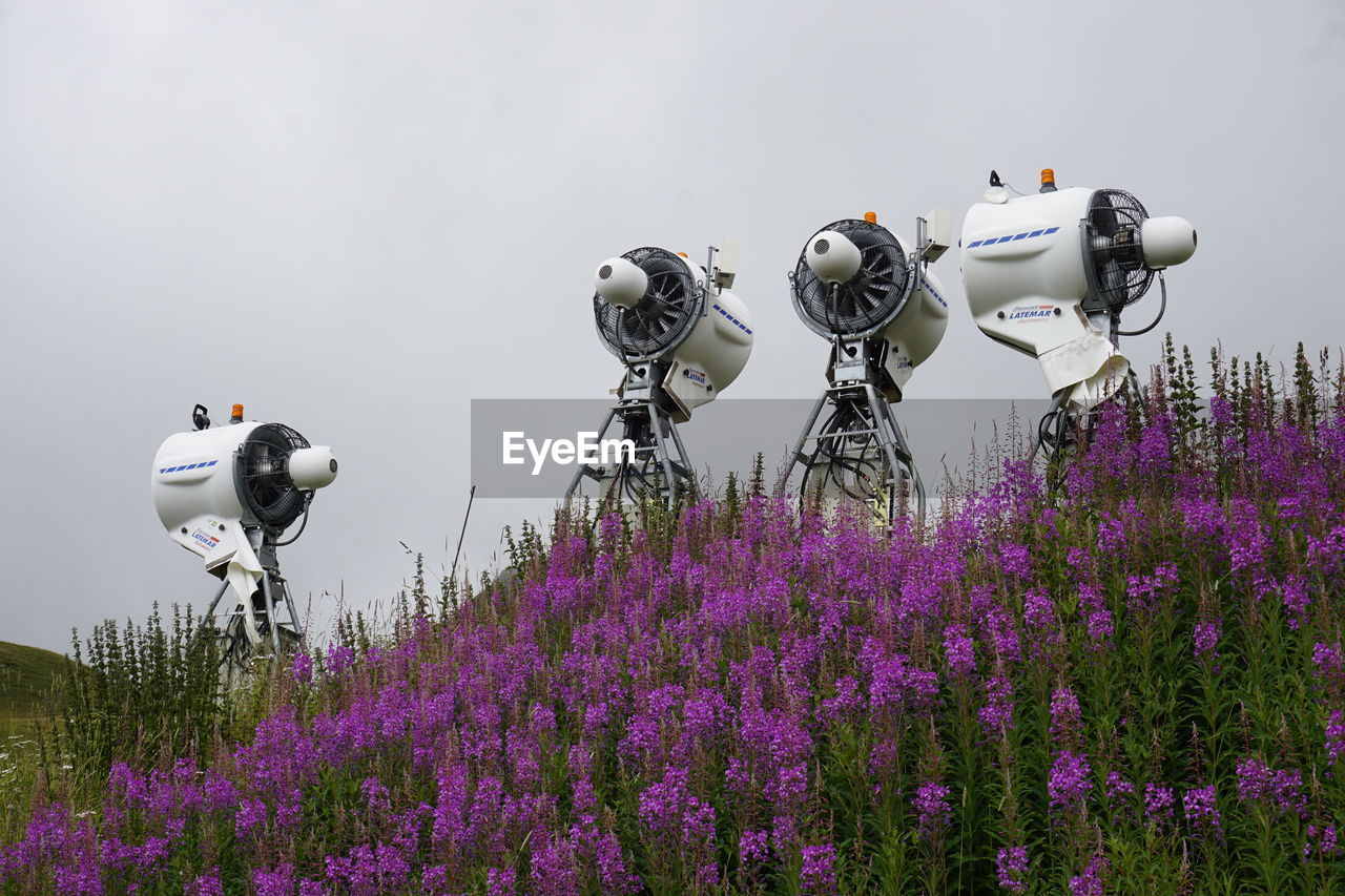 VIEW OF FLOWERING PLANTS ON FIELD