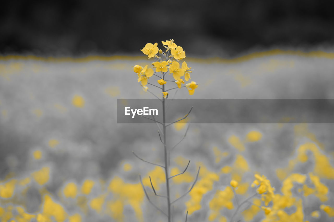 CLOSE-UP OF YELLOW FLOWERS BLOOMING IN FIELD