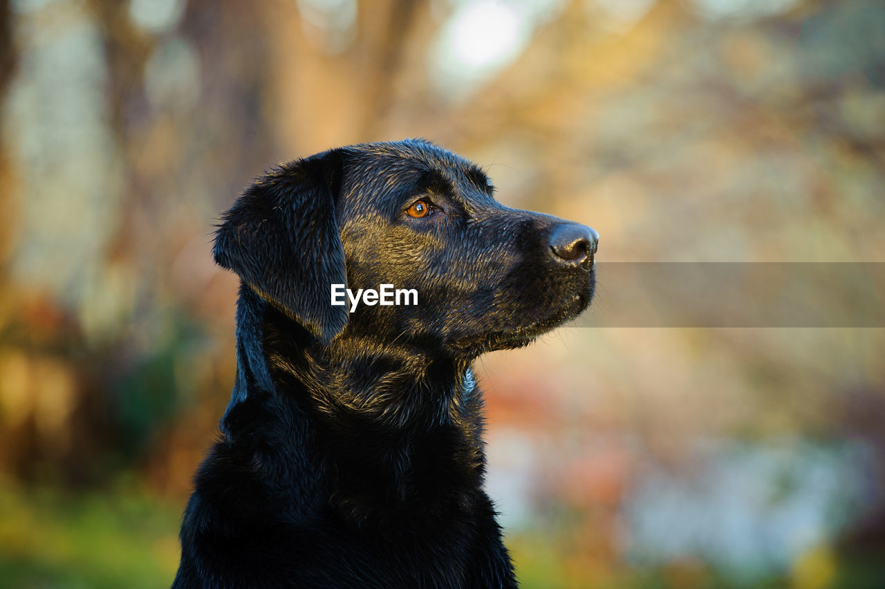 Close-up of black labrador