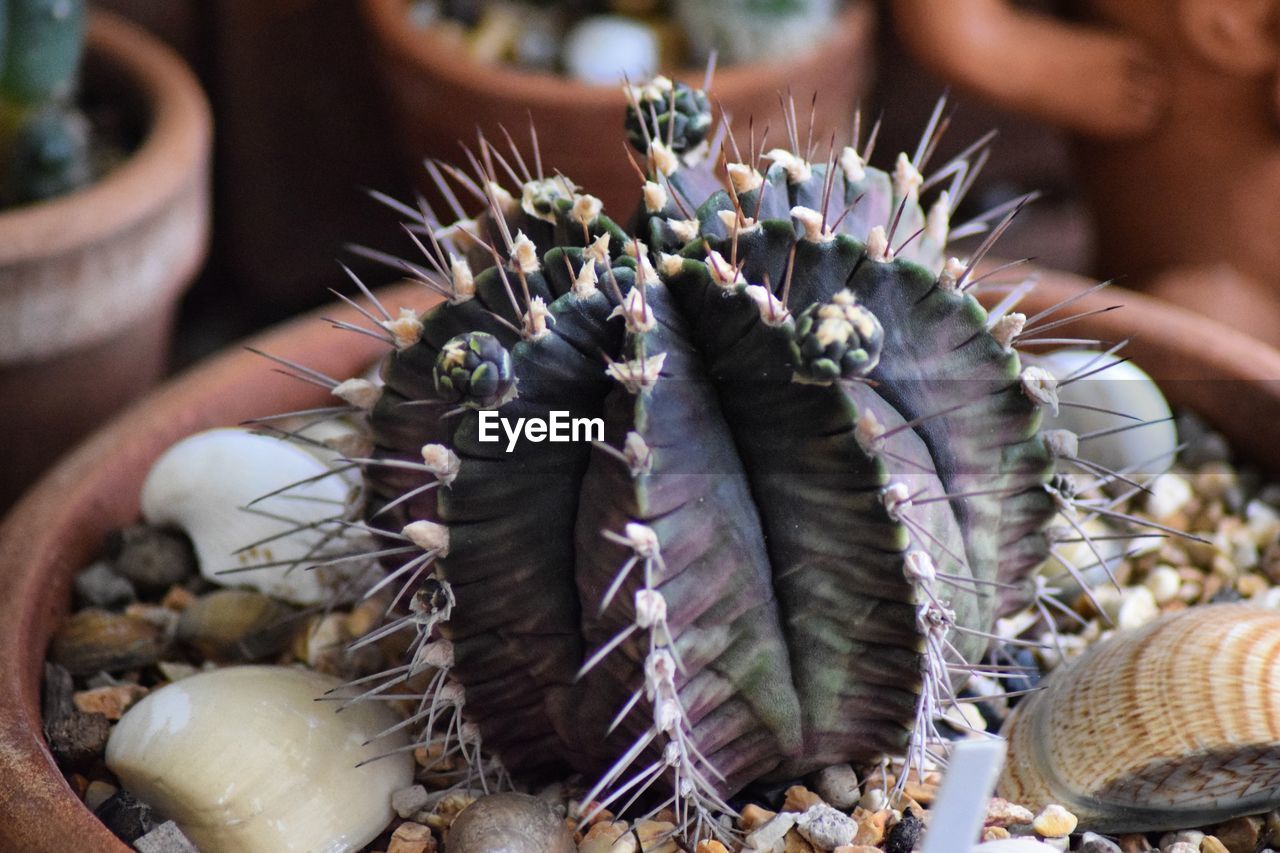 nature, food, food and drink, plant, animal, close-up, no people, cactus, market, outdoors, day, flower, freshness, beauty in nature, focus on foreground, animal themes, business finance and industry, seafood, thorn, basket, business, retail, succulent plant, large group of objects