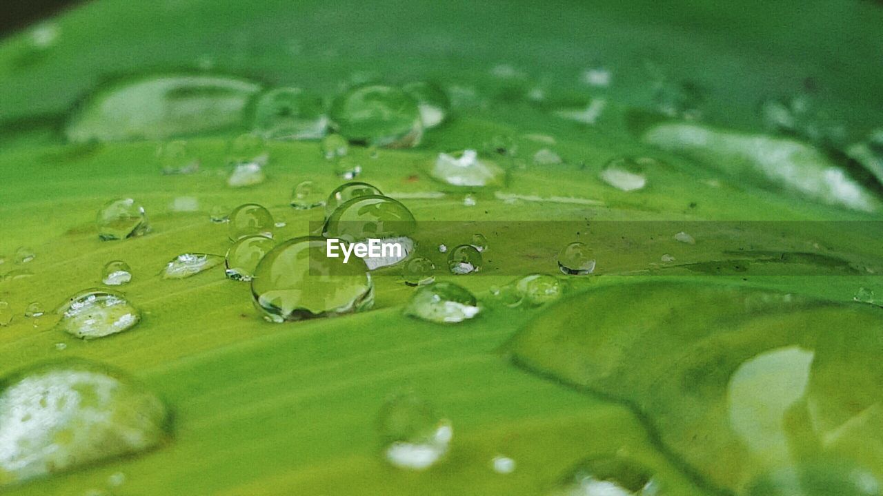 Full frame of water drops on leaf