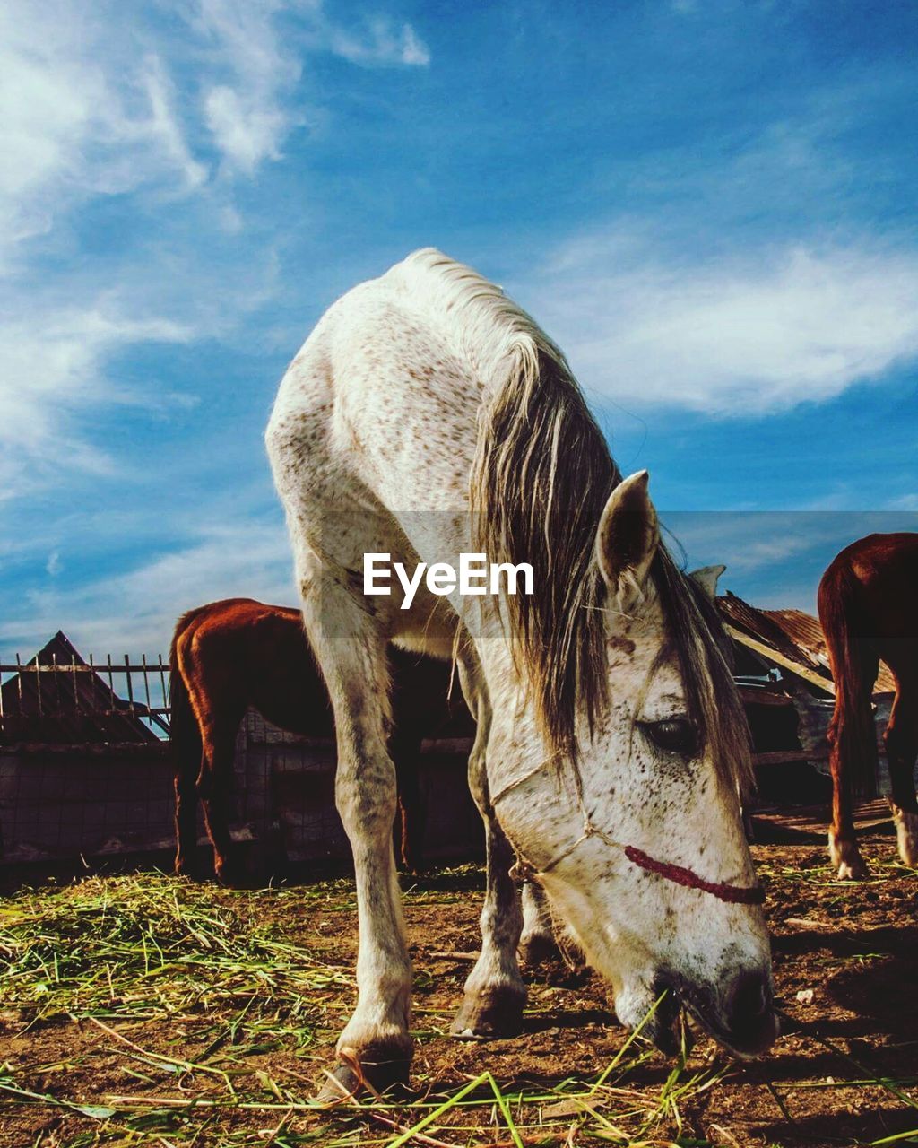 Horse grazing on field against sky