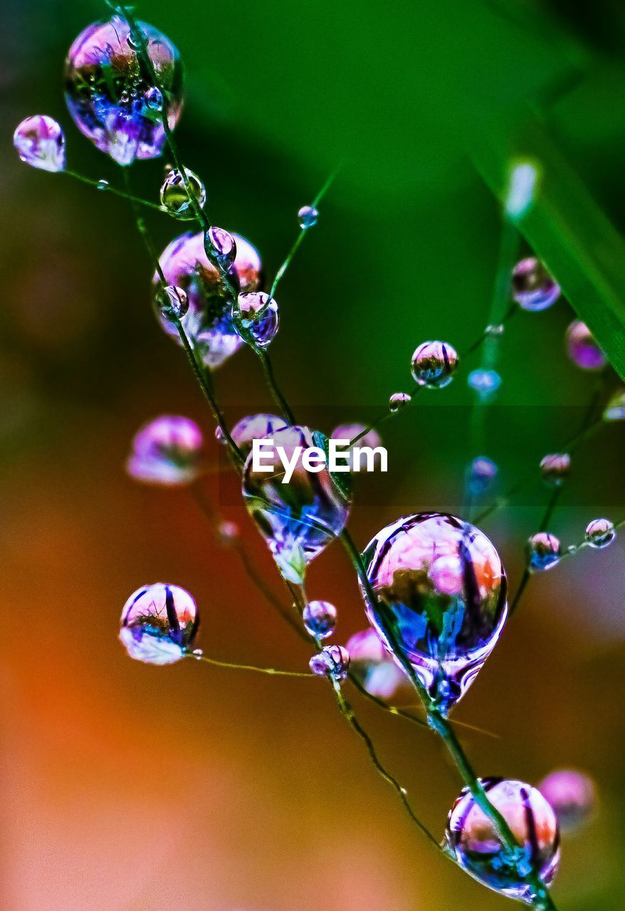 Close-up of wet purple flowers blooming outdoors