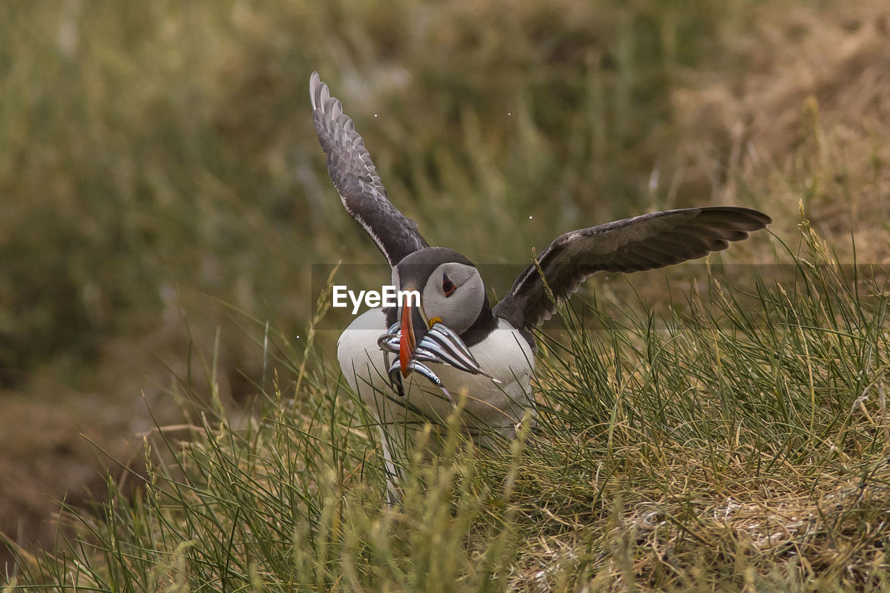 Close-up of puffin carrying fish while standing on grassy field
