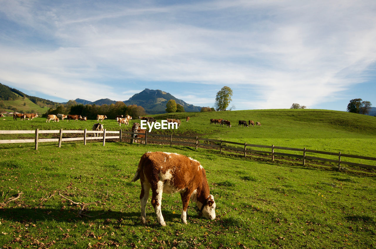 Cows grazing on field against sky