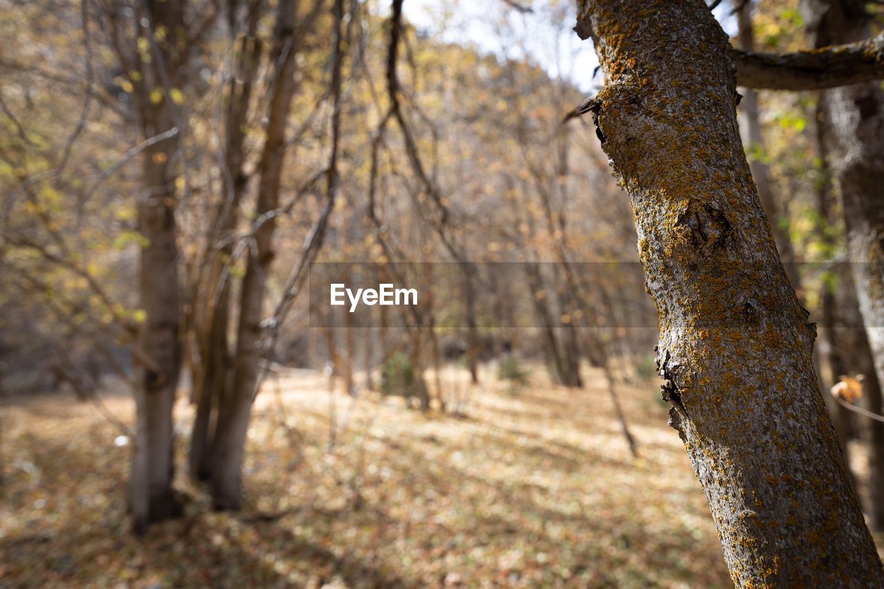 View of trees in forest