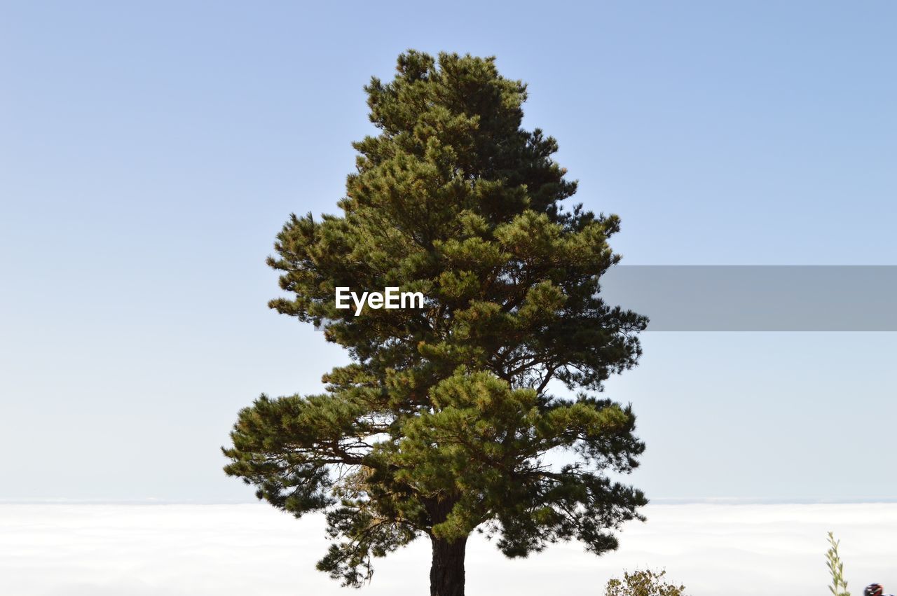 Tree growing on mountain against clear sky