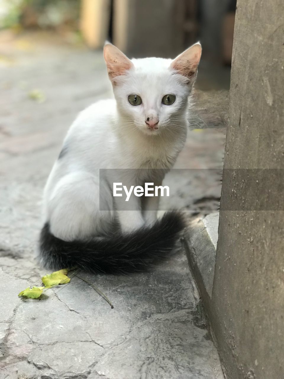 Portrait of cat sitting outdoors