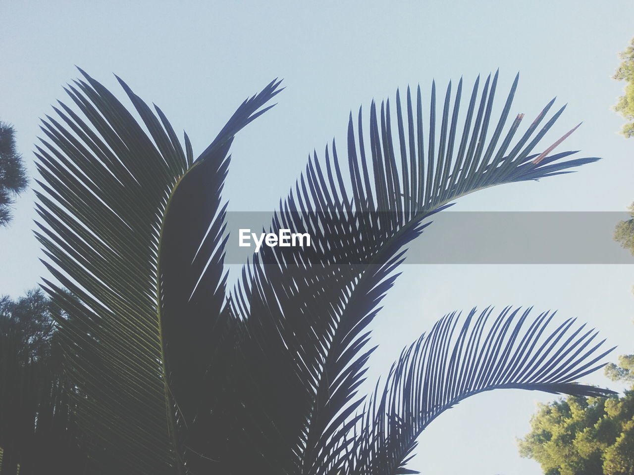 LOW ANGLE VIEW OF PALM TREE AGAINST SKY