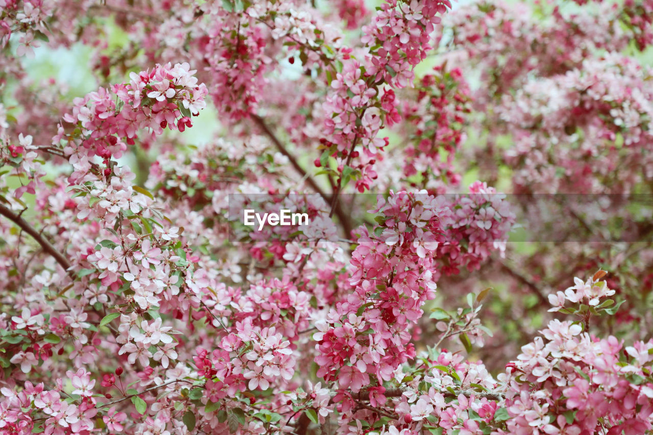 CLOSE-UP OF PINK CHERRY BLOSSOMS