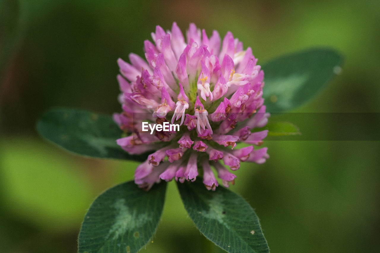 Close-up of purple flower