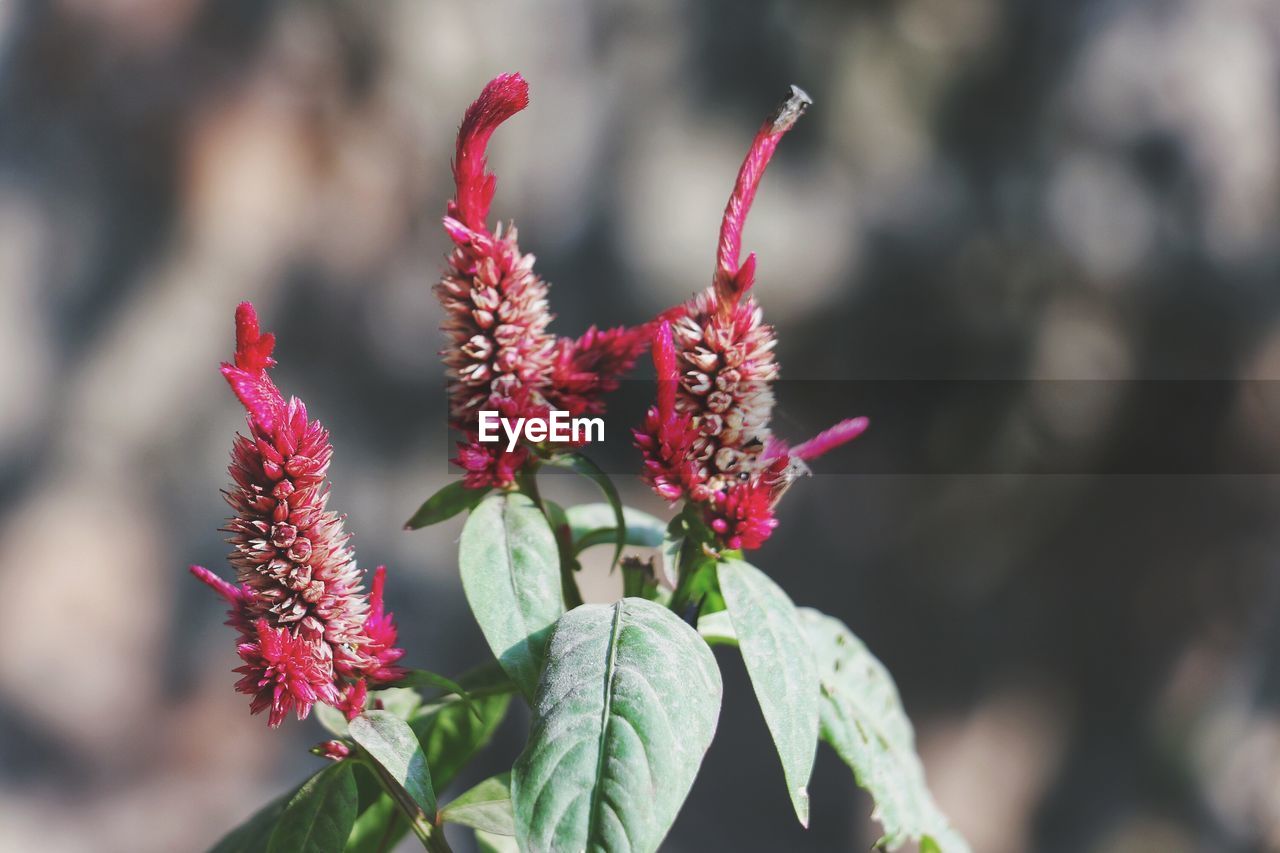 Close-up of pink flowering plant