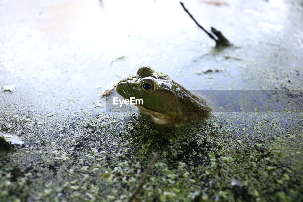 Close-up of frog in swamp