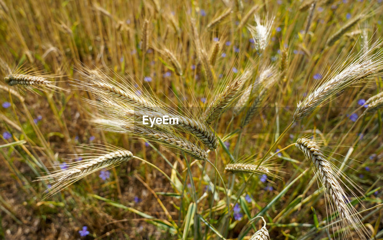 plant, crop, cereal plant, agriculture, growth, field, food, wheat, rye, rural scene, nature, land, triticale, hordeum, emmer, farm, cereal, landscape, close-up, barley, beauty in nature, food grain, no people, grass, focus on foreground, einkorn wheat, day, outdoors, prairie, food and drink, ear of wheat, whole grain, environment, tranquility, plant stem