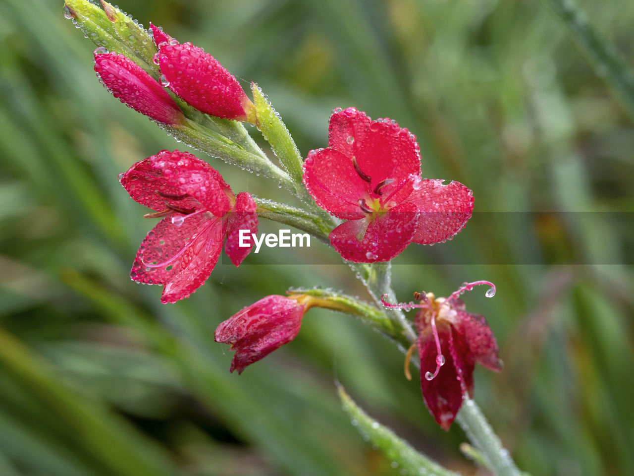 Closeup of delicate red hesperantha coccinea oregon sunset flowers on a frosty morning