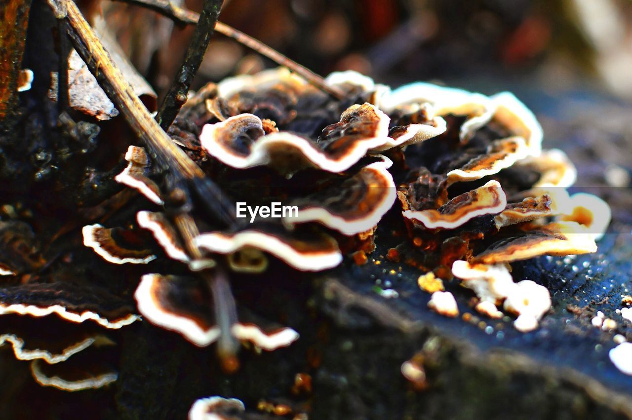 Close-up of fungus growing outdoors