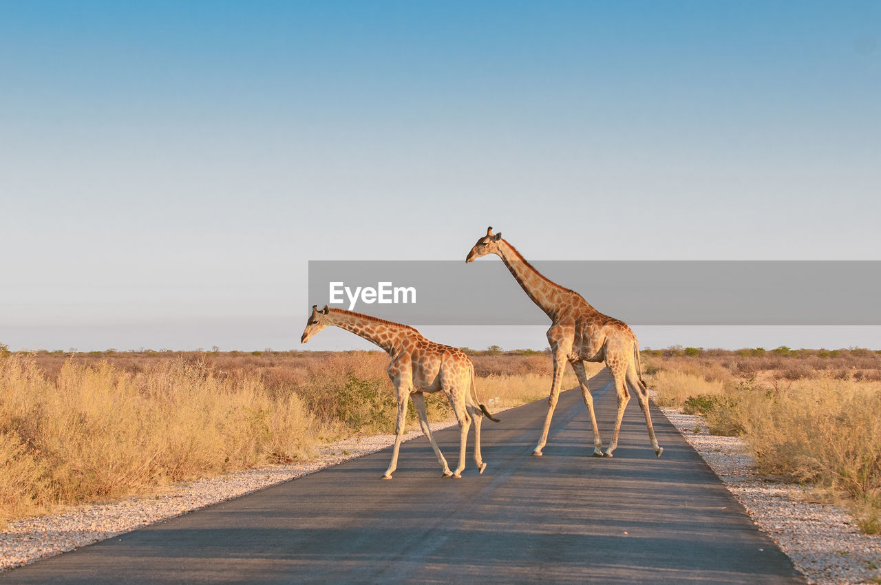 Giraffes crossing road against clear sky