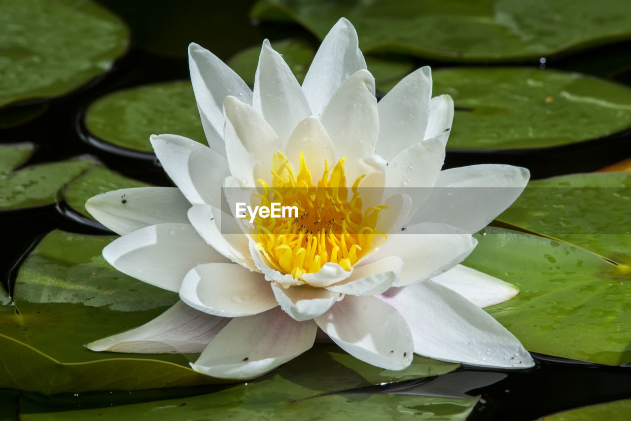 WATER LILY IN LAKE