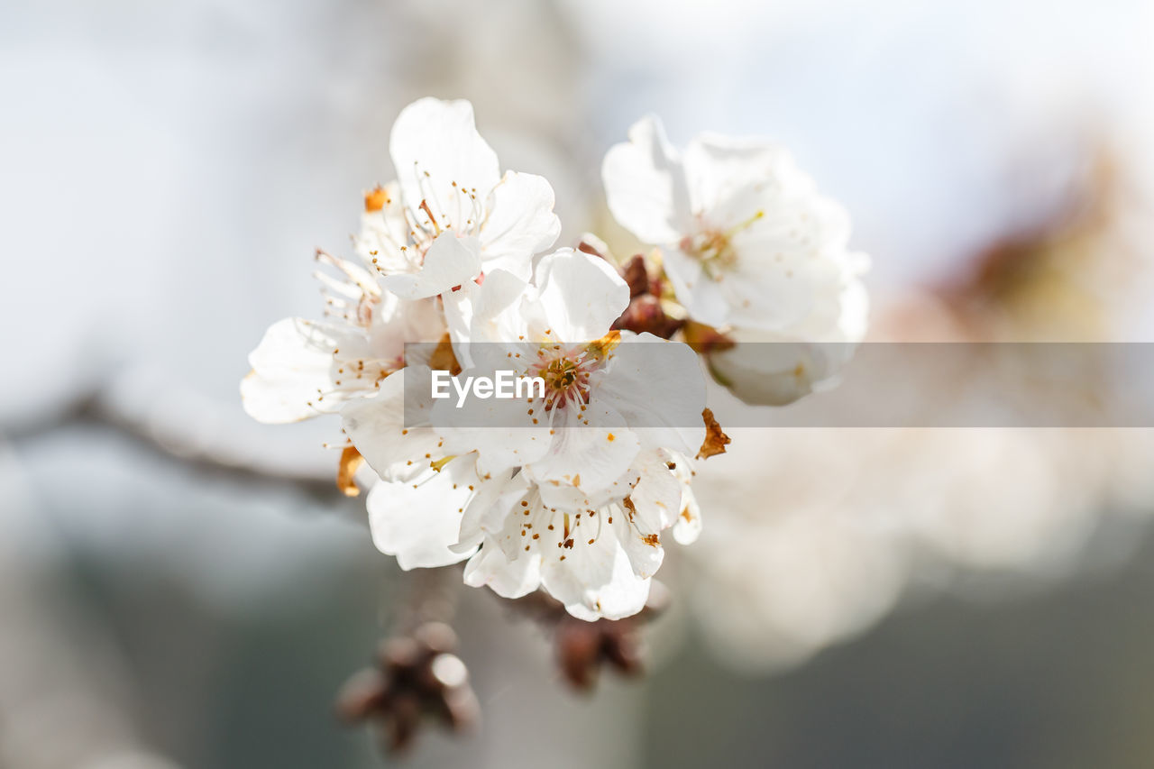 Close-up of white cherry blossom