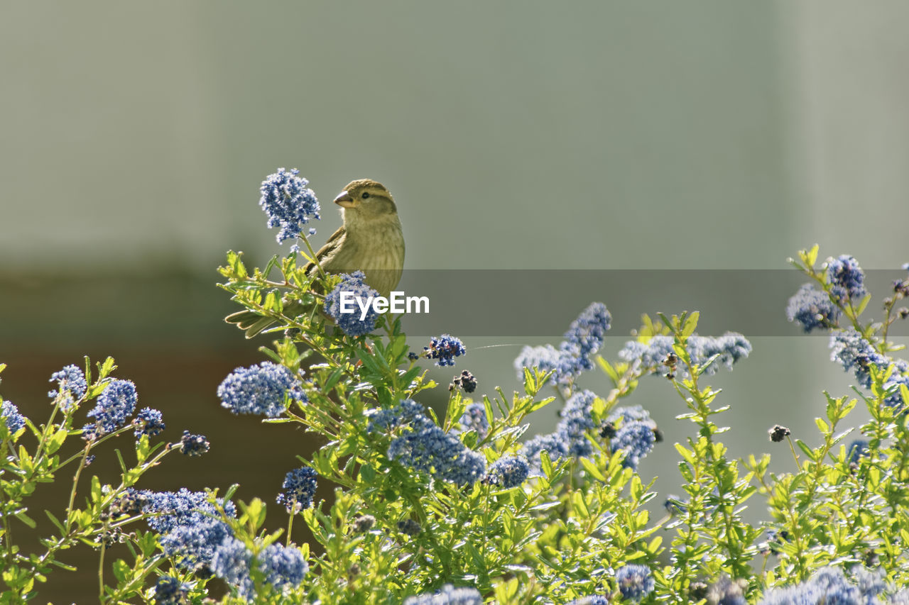Close-up of sparrow on purple flowering plants