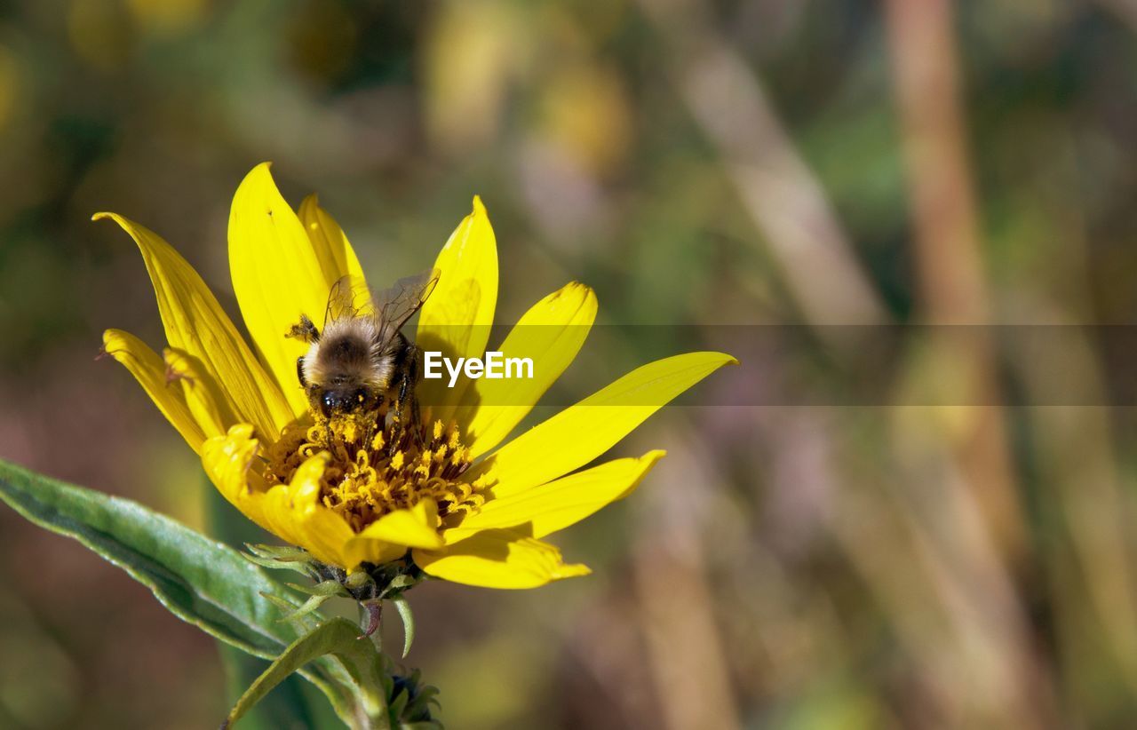 CLOSE-UP OF HONEY BEE POLLINATING ON YELLOW FLOWER