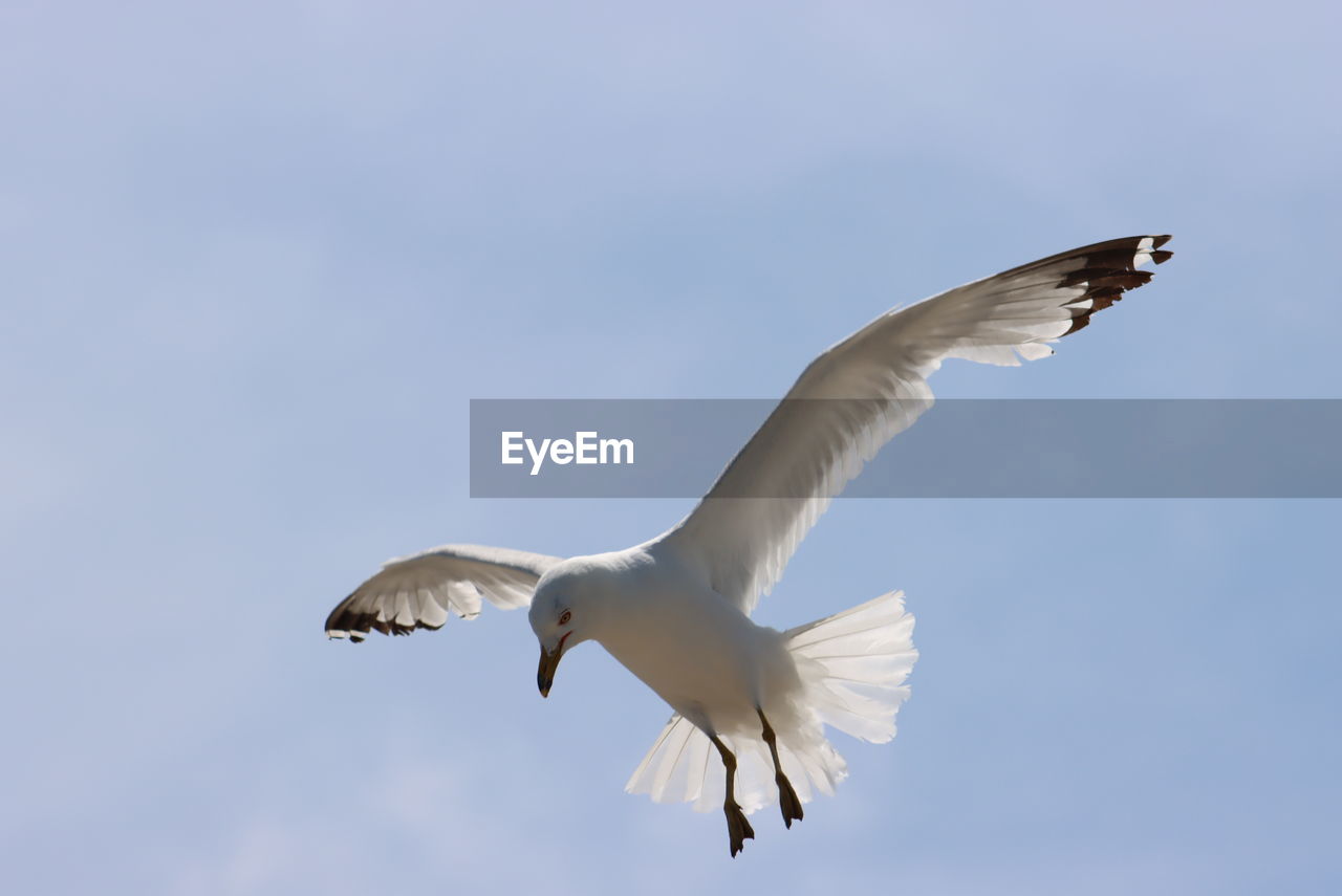 LOW ANGLE VIEW OF SEAGULLS FLYING