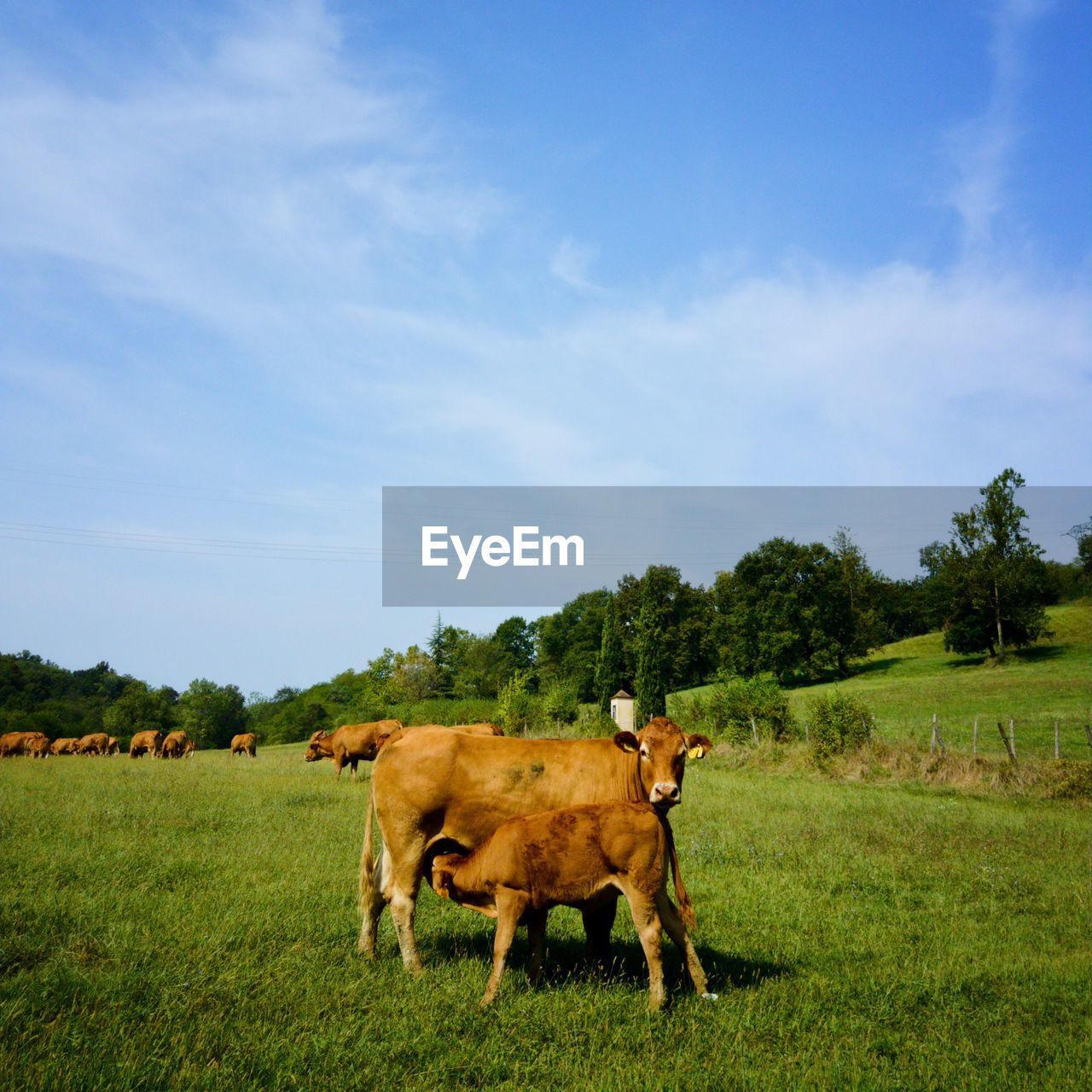 Calf suckling milk from cow on grassy field against sky