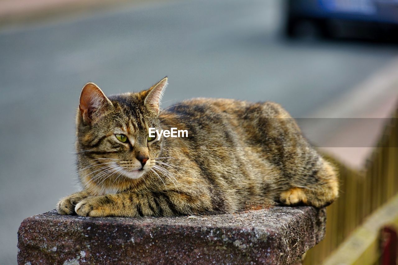 CLOSE-UP PORTRAIT OF A CAT