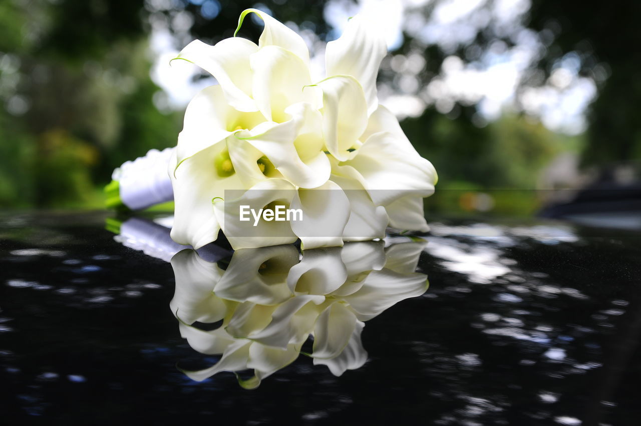 CLOSE-UP OF WHITE FLOWER