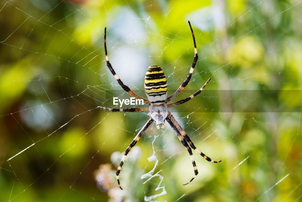 Close-up of spider on web