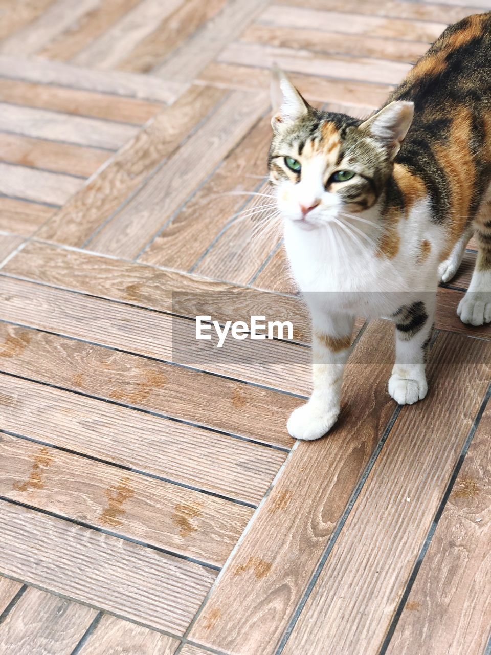 HIGH ANGLE VIEW PORTRAIT OF CAT STANDING ON WOODEN FLOOR