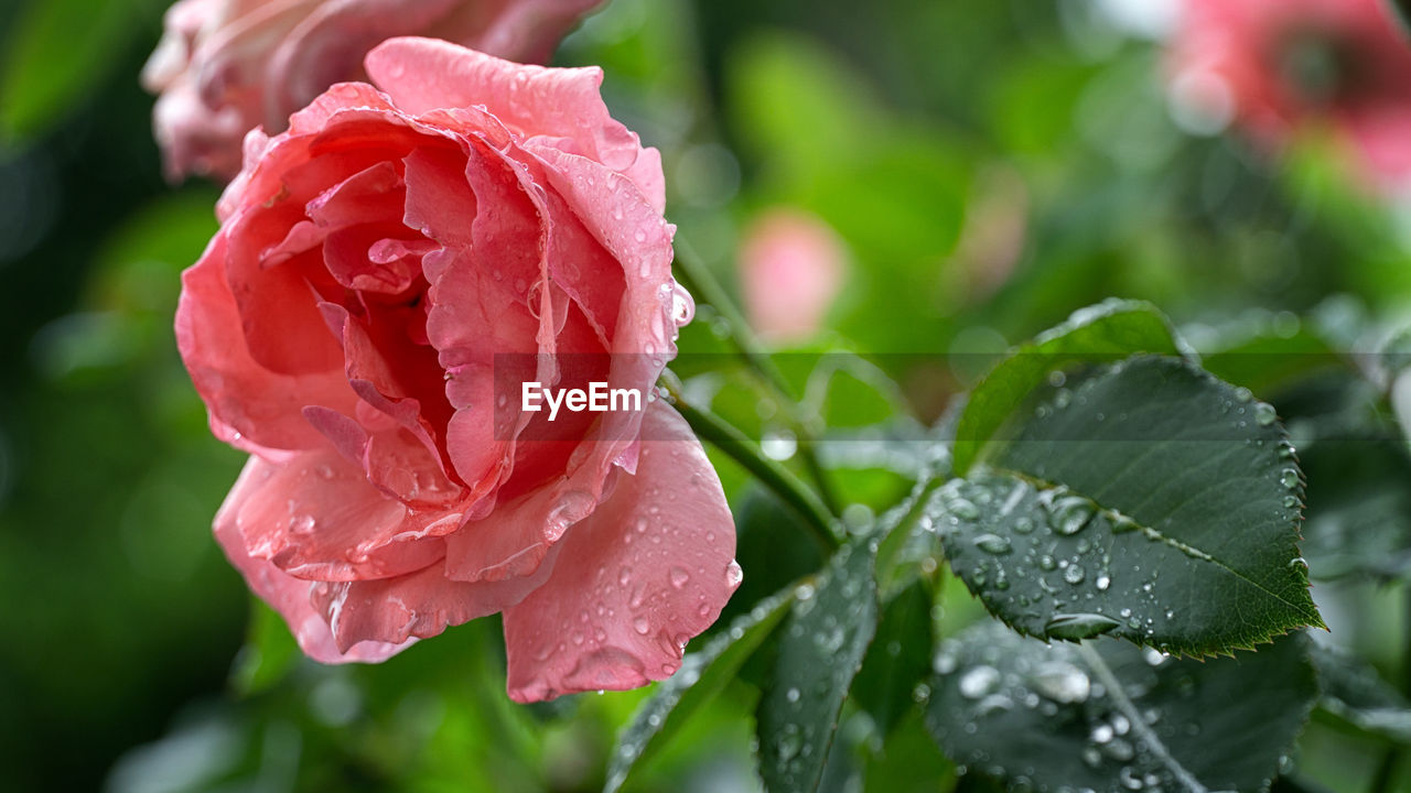  full bloom pink rose with green leaves with droplets raindrops in garden beautiful blossom nature