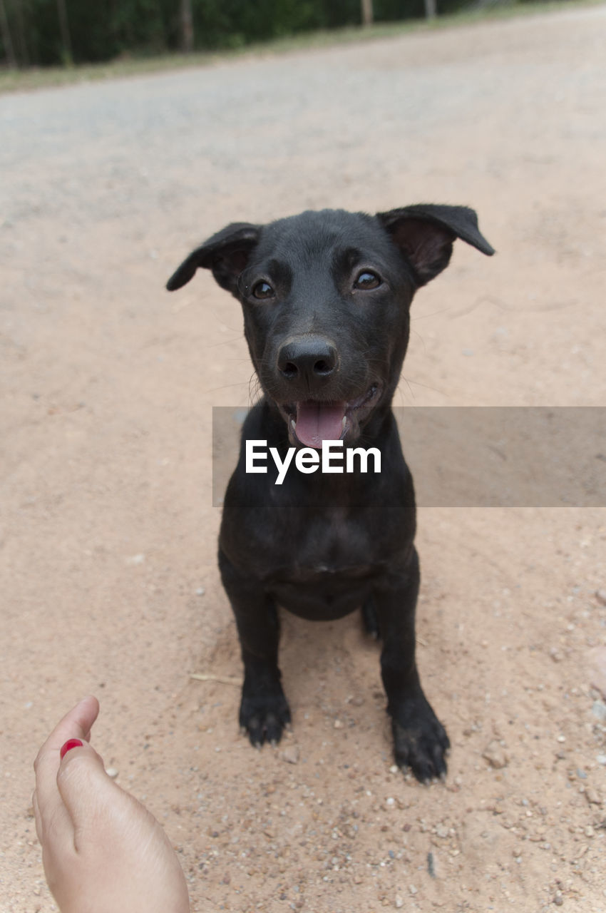 Cropped image of woman with black puppy