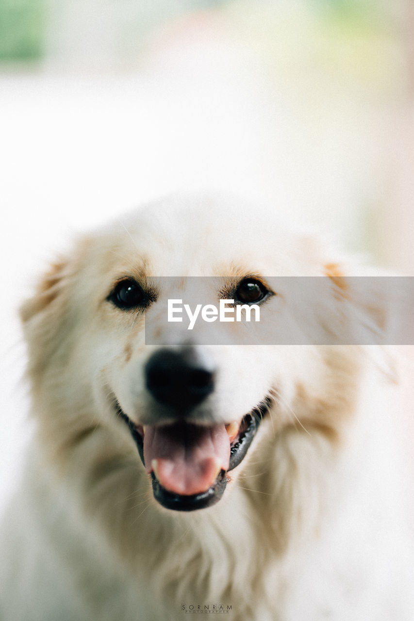 animal themes, animal, one animal, pet, mammal, dog, canine, domestic animals, nose, animal body part, close-up, portrait, mouth open, puppy, looking at camera, facial expression, no people, golden retriever, white, animal head, animal mouth, great pyrenees, cute, focus on foreground