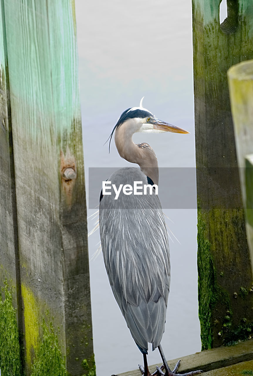 HERON PERCHING ON WOODEN POST