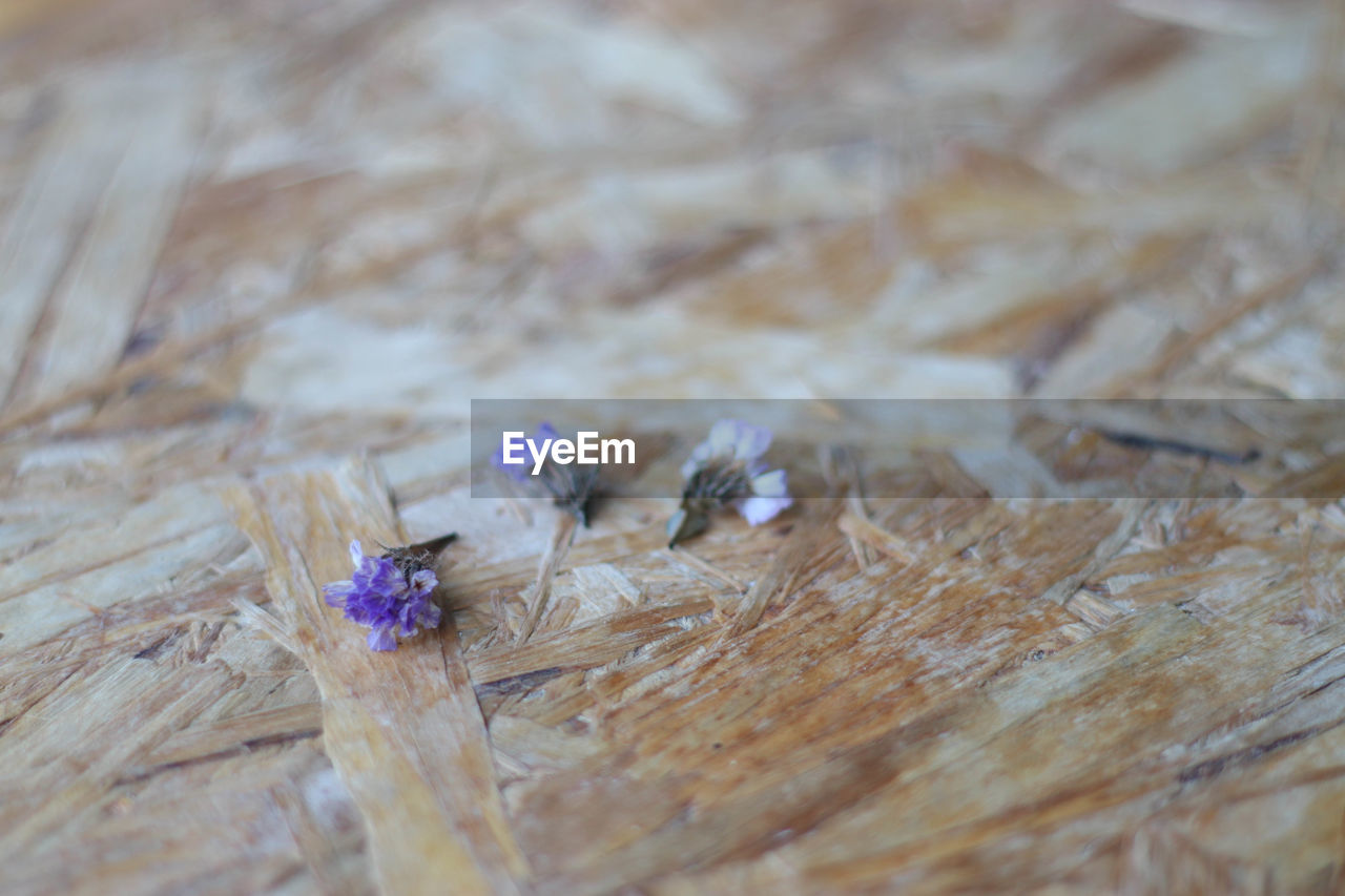 CLOSE-UP OF DRY FLOWER ON WOODEN SURFACE