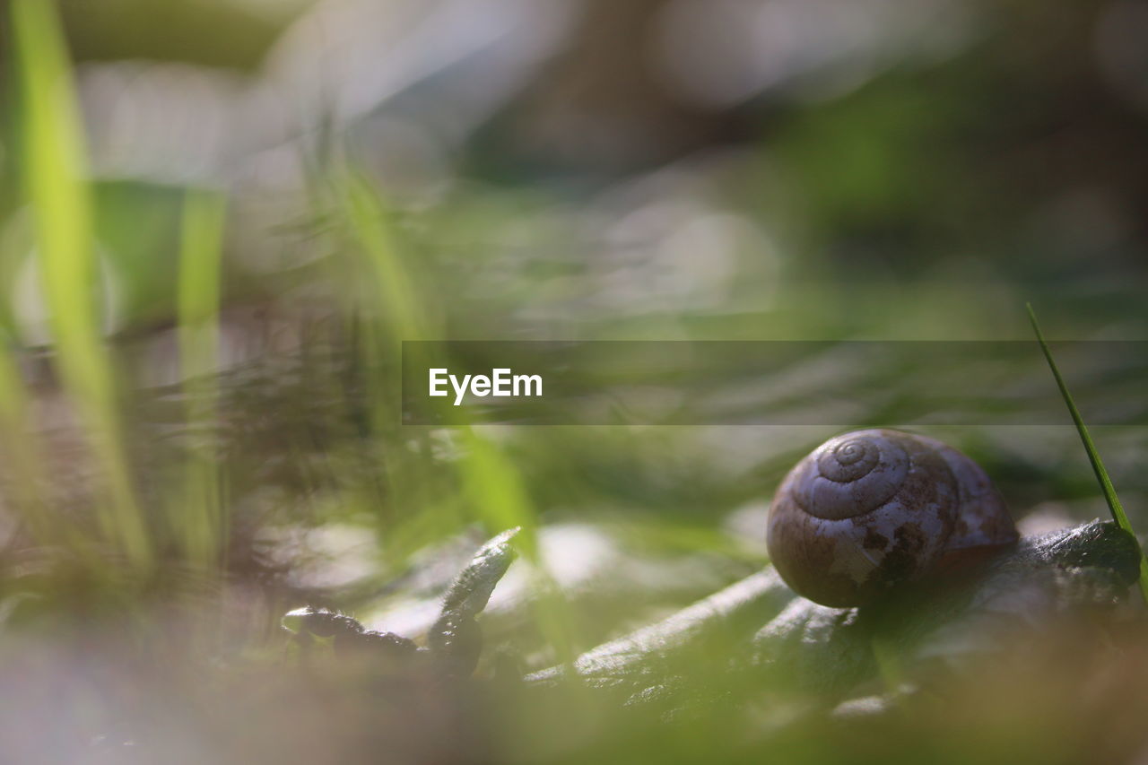 CLOSE-UP OF SNAIL ON ROCK